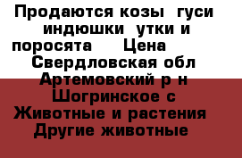Продаются козы, гуси, индюшки, утки и поросята . › Цена ­ 1 000 - Свердловская обл., Артемовский р-н, Шогринское с. Животные и растения » Другие животные   